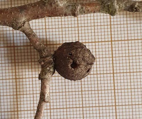 Andricus sp.